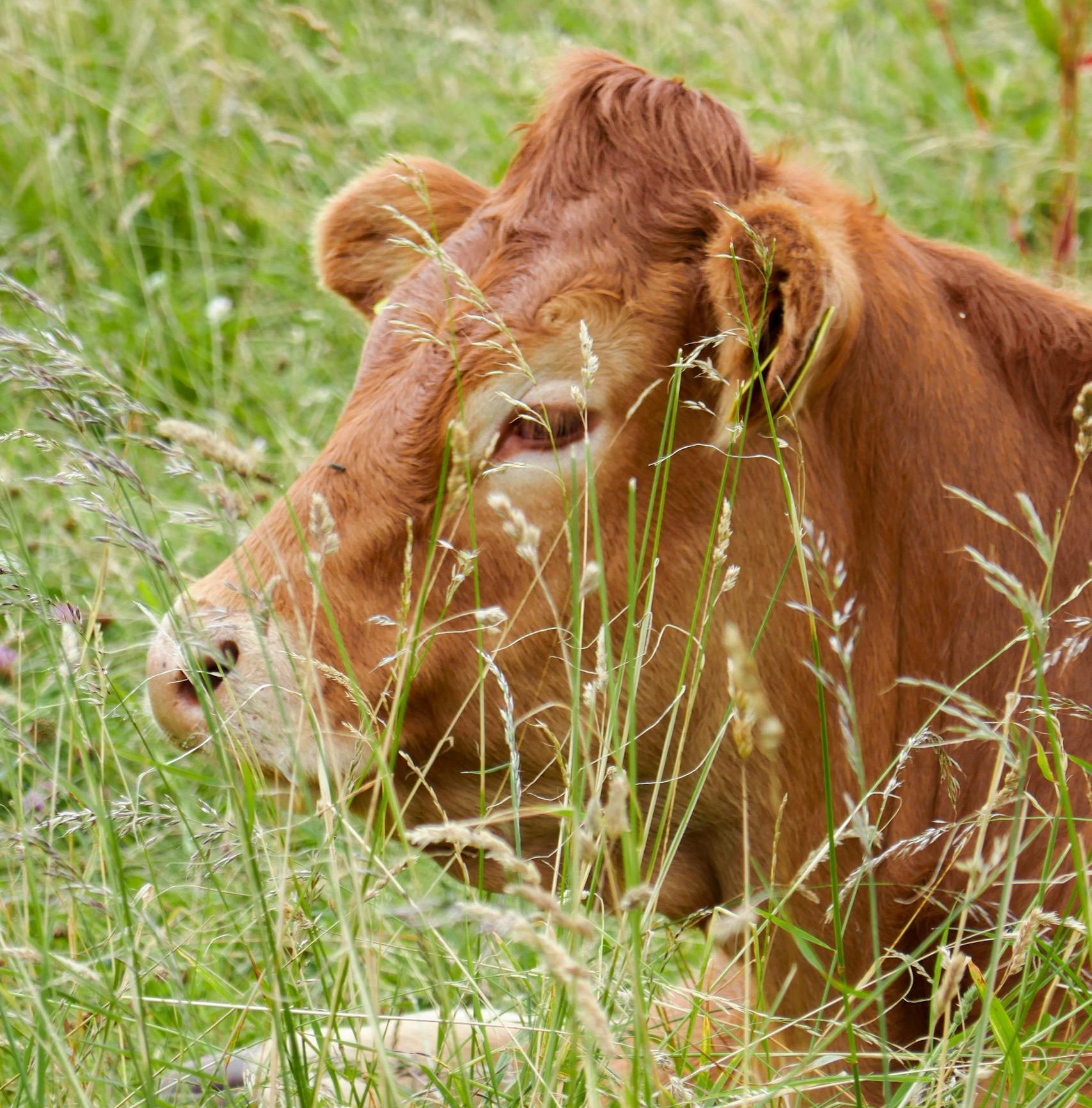 Close-up of Limousin cattle resting in a grassy meadow.